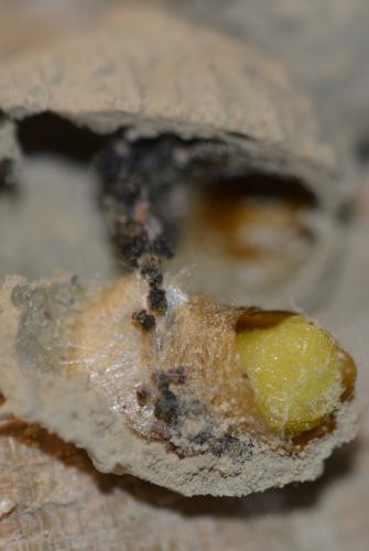 Eumenes sp.